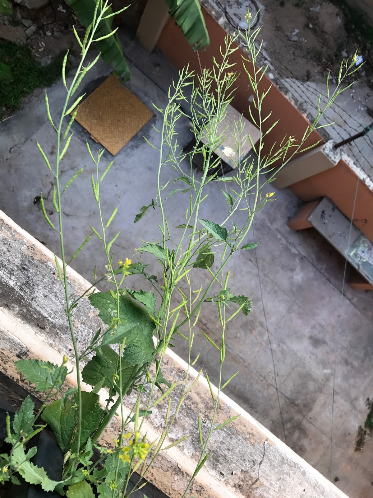 How To Harvest Mustard Seeds