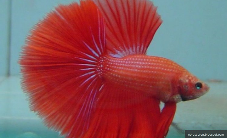 Cara Membuat Makanan Anak Ikan Cupang | cara memelihara telur ikan cupang infoikan com Cara Membuat Makanan Anak Ikan Cupang | cara memelihara telur ikan cupang infoikan com
