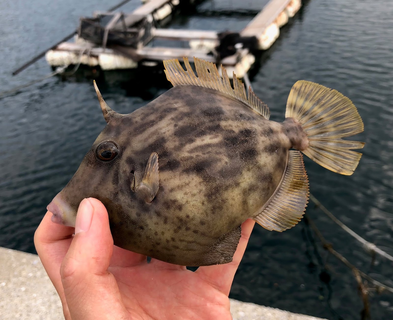 防波堤からのカワハギの釣り方メモ イクメンライフハッカー