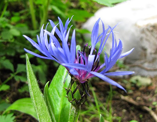 Chaber miękkowłosy (Centaurea mollis Waldst. & Kit.).