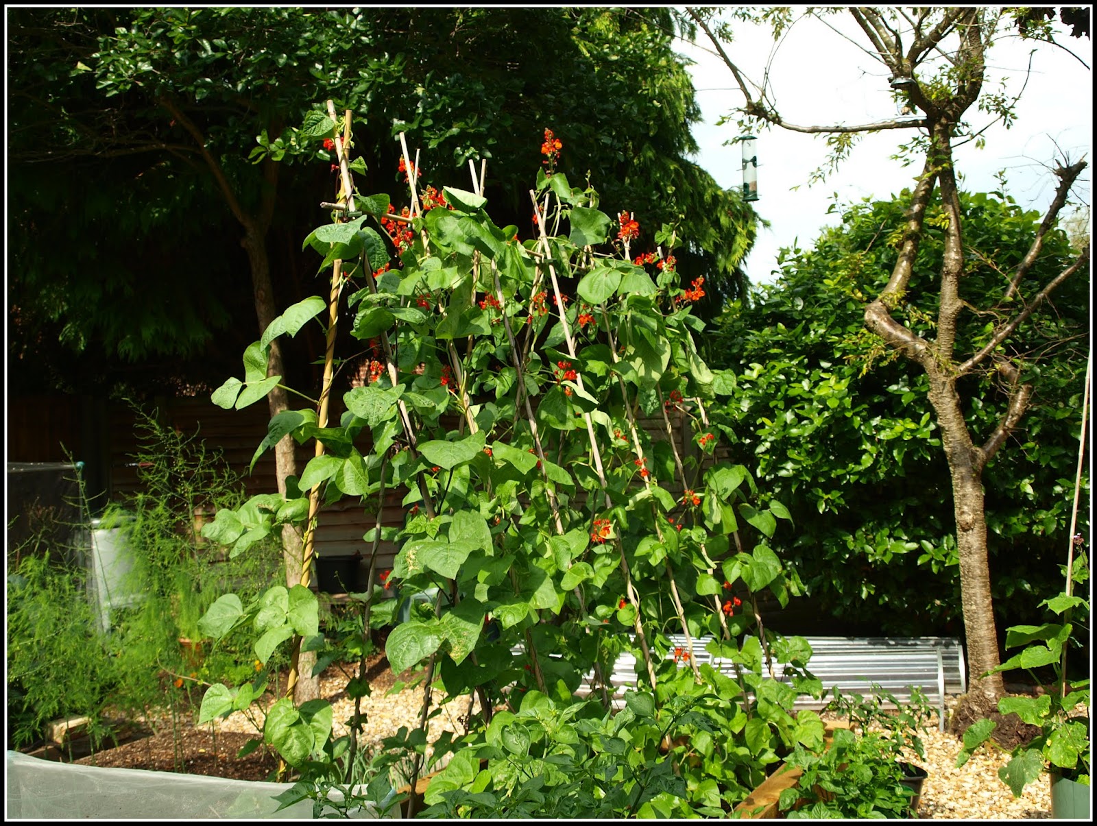 Mark's Veg Plot Climbing Beans are climbing