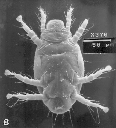 Organism That Provides Food For A Parasite Organism That Provides Food For A Parasite