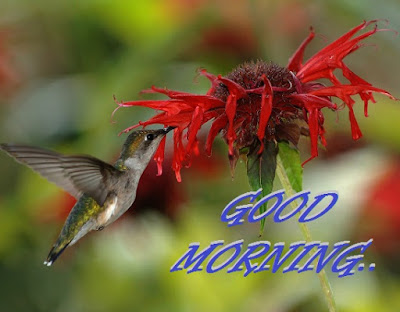 Good Morning Images With Flowers Good Morning Images With Flowers