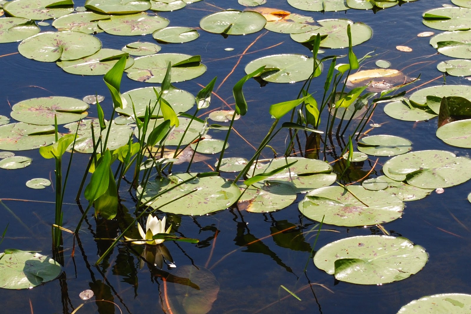 koi-pond-pump-stopped-working-seal.jpg