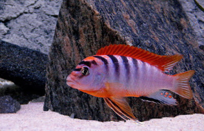 Ciclido Hongi de Tapa Roja Ciclido Hongi de Tapa Roja