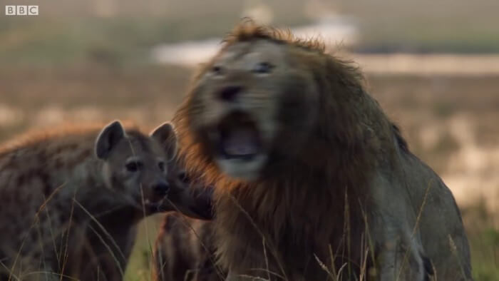 This Lion Was Losing A Fight Against 20 Hyenas. His Brother Heard Him And Rushed To Rescue Him! This Lion Was Losing A Fight Against 20 Hyenas. His Brother Heard Him And Rushed To Rescue Him!