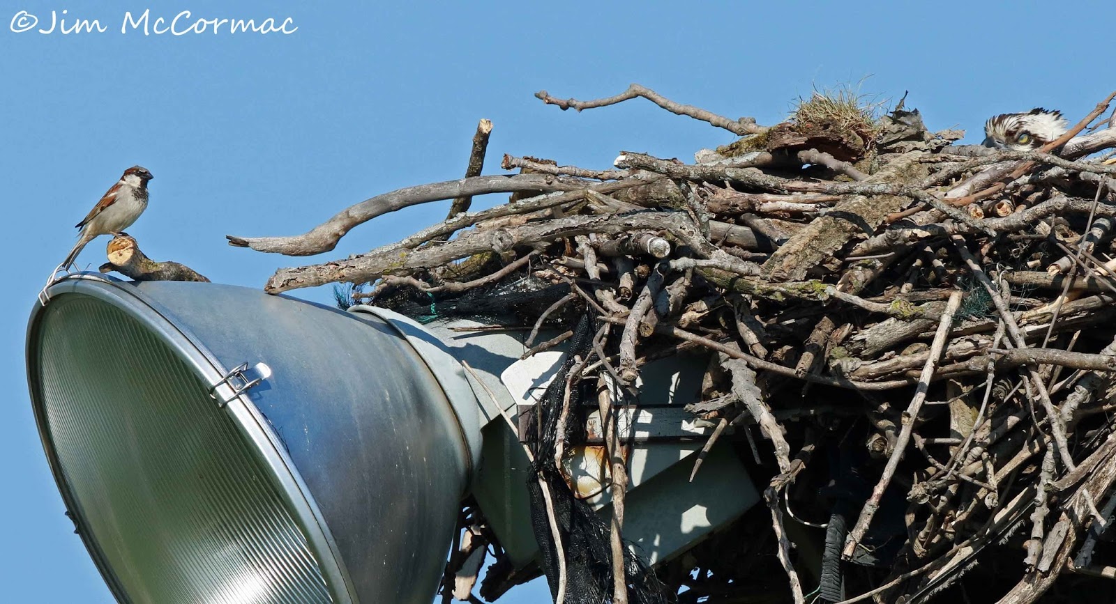 Ohio Birds and Biodiversity House Sparrows nest in Osprey nest!