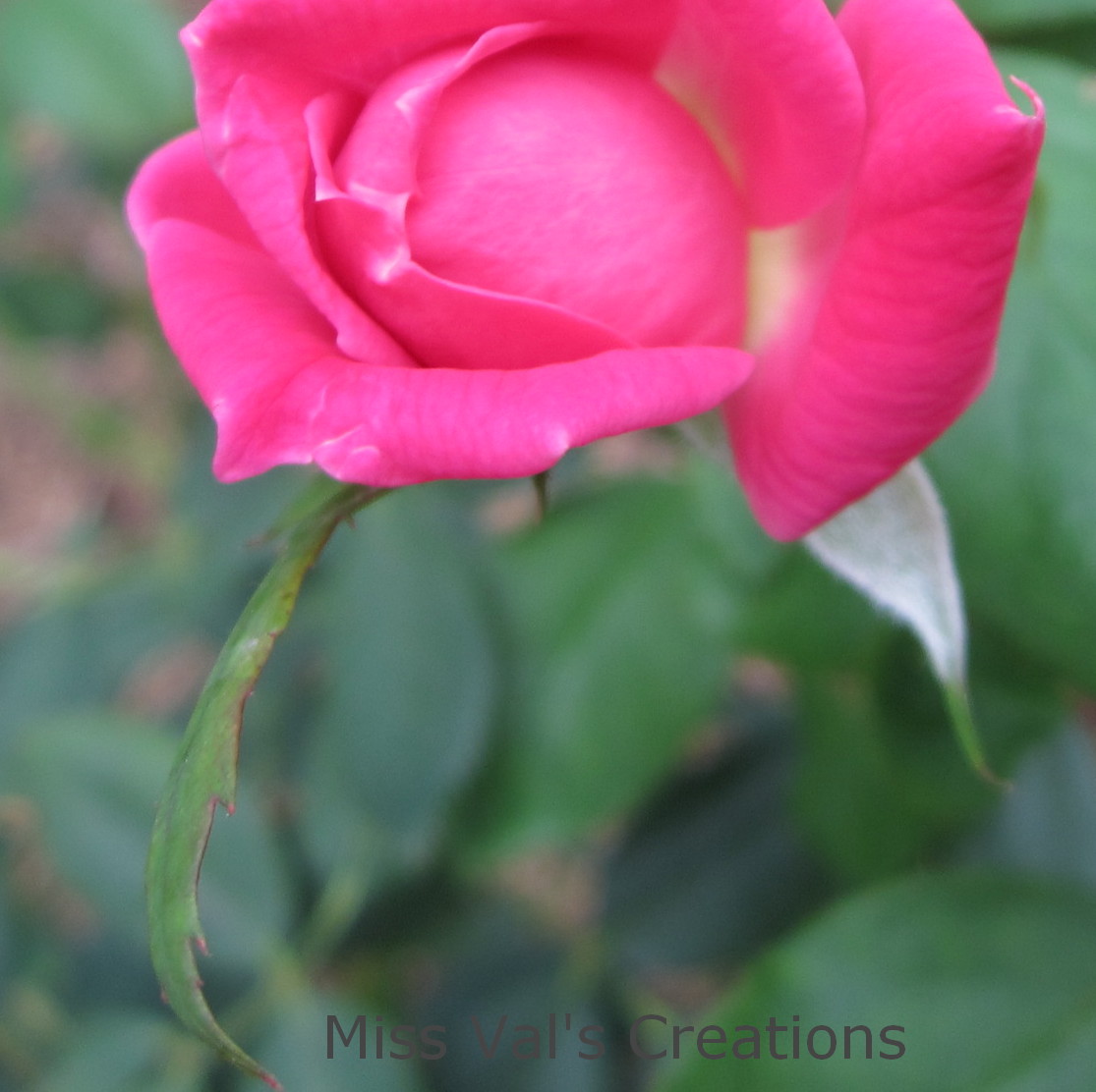 Miss Val's Creations Our Rose Garden