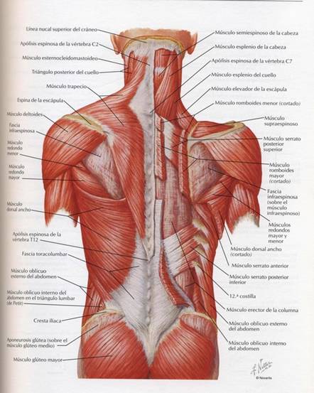Q es una contractura muscular