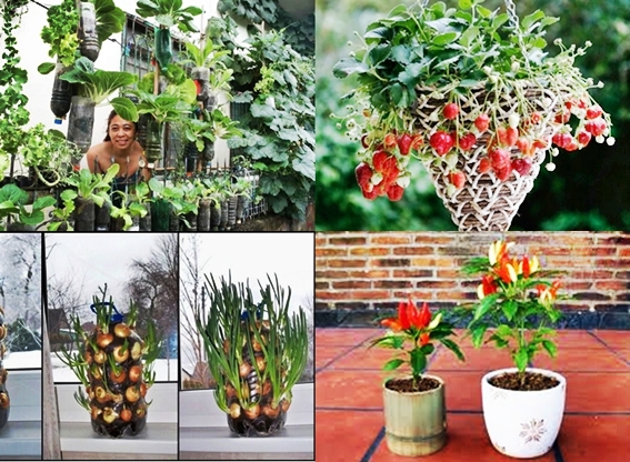 bertani skala rumah tangga memanfaatkan barang bekas - tulisan calon petani bertani skala rumah tangga memanfaatkan barang bekas - tulisan calon petani