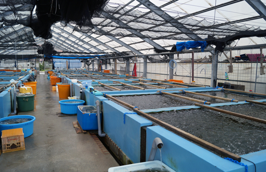 cisterns of farmed sea grapes 