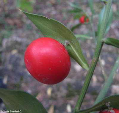 ruscus llorencet 08 12 14 A