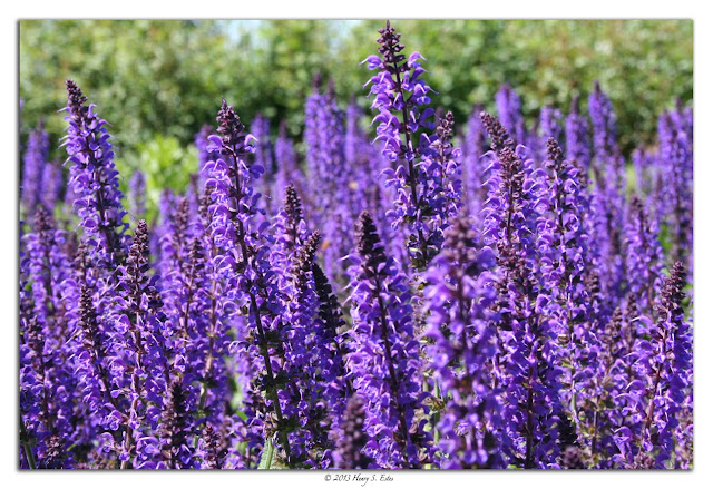 Purple Salvia