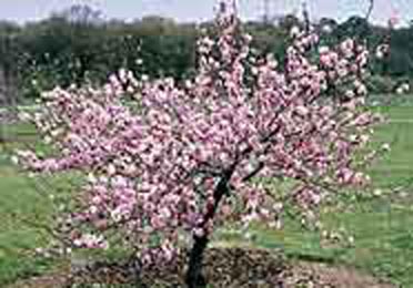 elarbolmiamigo-encinarosa: Prunus persica / Melocotonero / Duraznero -  Prunus pérsica alba plena / melocotonero de flor