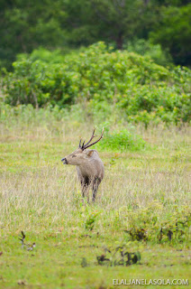 Coron | Calauit Safari Park & Pamalican Island (Natural Arts Travel and Tour) Palawan