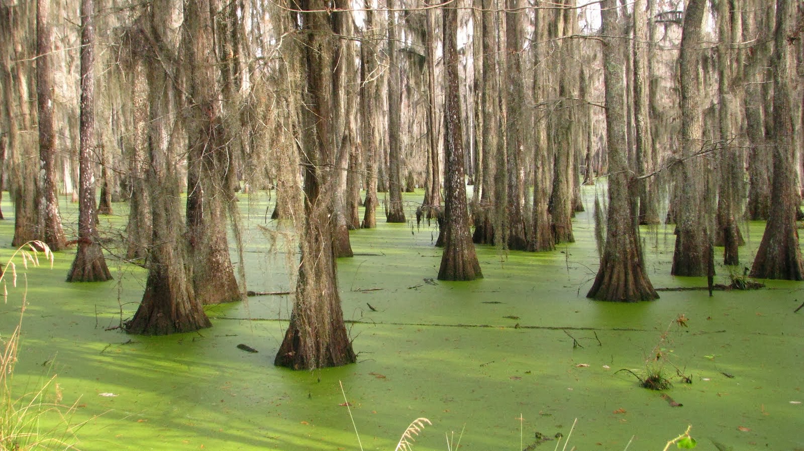 Halfway Swamp, South Carolina BEFORE THE FLOOD OF 2015