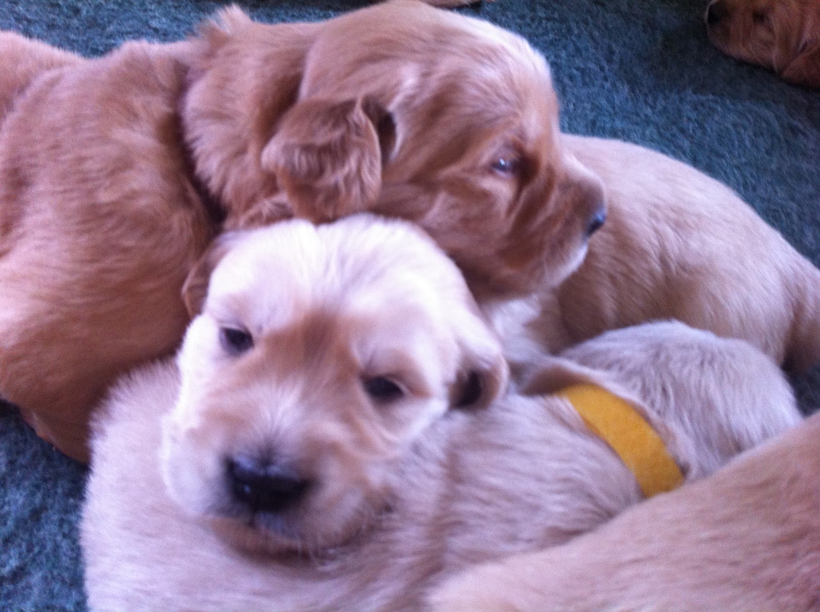 Take Away Your Puppy S Food And Water Take Away Your Puppy S Food And Water