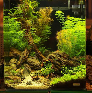 200 Referensi Desain Dan Model Aquascape Berdasarkan Tema https://www.faktapopuler.com/2018/12/200-referensi-desain-dan-model.html