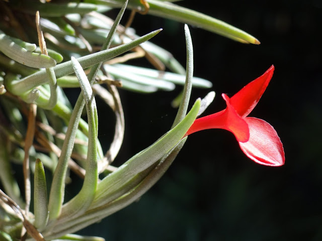 Tillandsia albertiana - Page 2 DSC00627