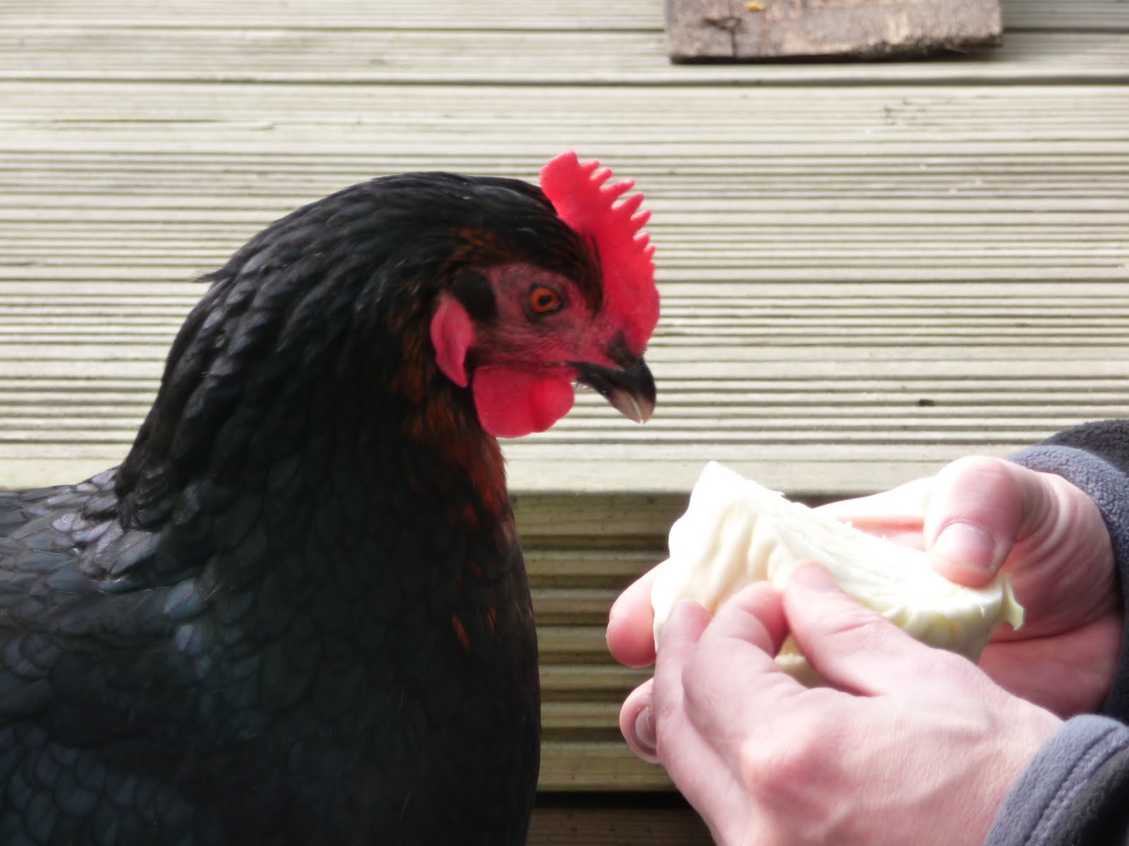 How to train your chicken Velociraptors