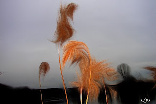 Fauna, Flora, Tiere, Vögel, Fische, Insekten, Blumen, Bäume Fauna, Flora, Tiere, Vögel, Fische, Insekten, Blumen, Bäume, Berge, Meer, Ozean, Natur, Sonne, Mond, animals, birds, fish, insects, flowers, trees, mountains