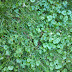 Removing Ground Ivy From Lawns