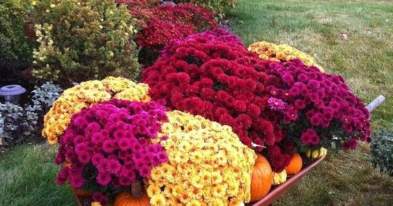 Colorful Garden and Backyard Ideas Ever - Everything About Garden