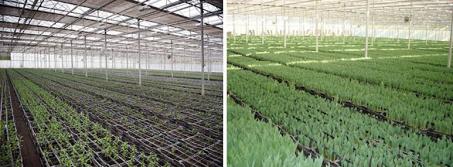 growing flowers in soil greenhouse