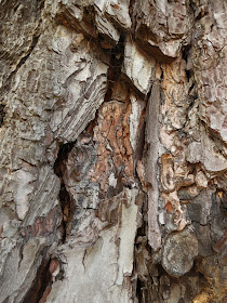 Layers and breaks and colours in bark
