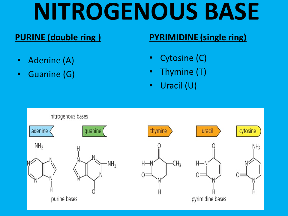 Grade 12 SEMESTER 2 Chapter 1 NUCLEIC ACIDS & PROTEIN SYNTHESIS