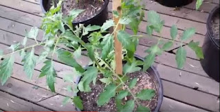 cara menanam tomat dalam polybad/pot lengkap