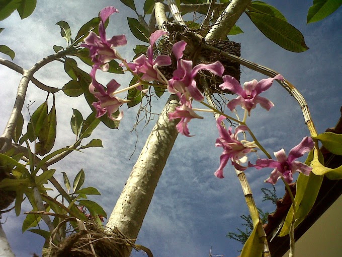 Tips Memilih Tanaman Anggrek