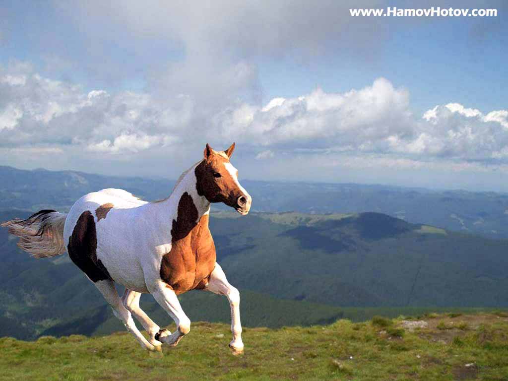 HD Wallpapers: Horse Wallpapers