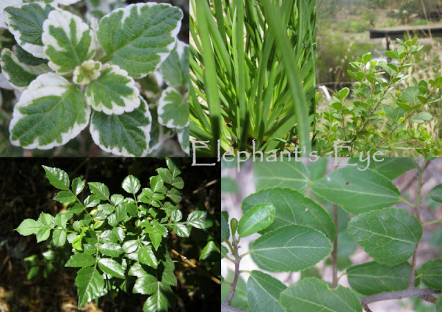 Plectranthus madagascariensis, Bulbine frutescens, Searsia crenata Tecoma capensis, Grewia occidentalis Five for False Bay in Dozen for Diana