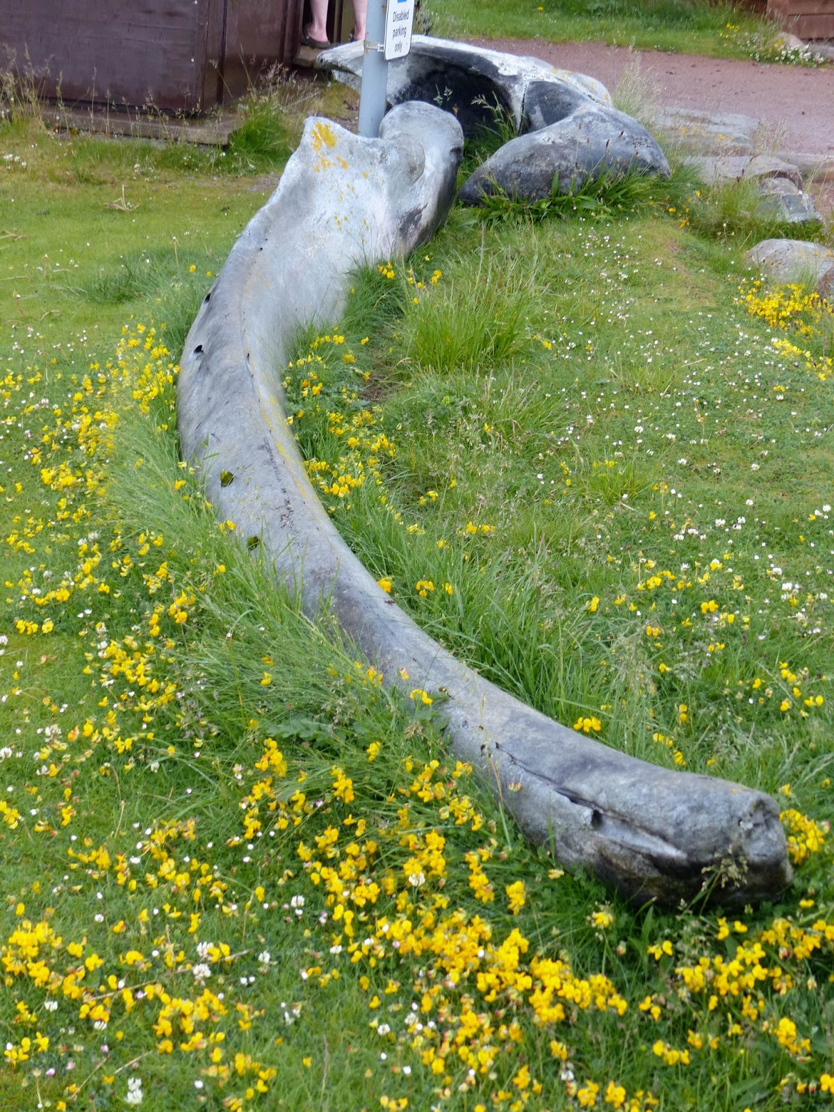 Caroline Gill: Poetry and Other Writing: The Natural World a Poetry