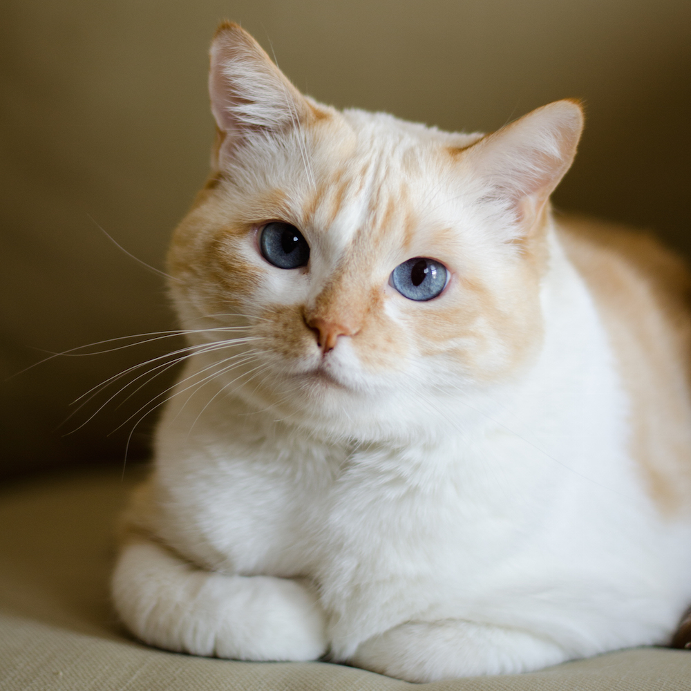 como-perder-peso-gatos
