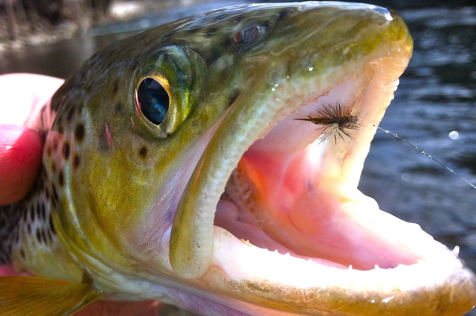 Flies and Lies Identifying “The Hatch” Fish are Eating