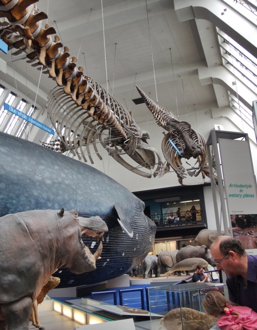 Grandes mamíferos en el Museo de Historia Natural