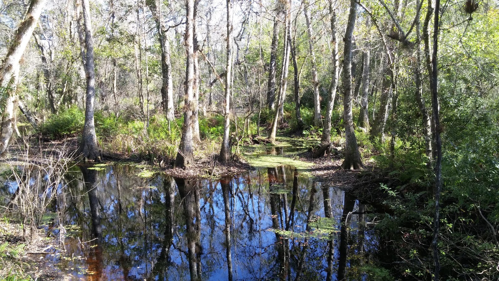 The Schramm Journey Recent Hikes in Florida's Preserves
