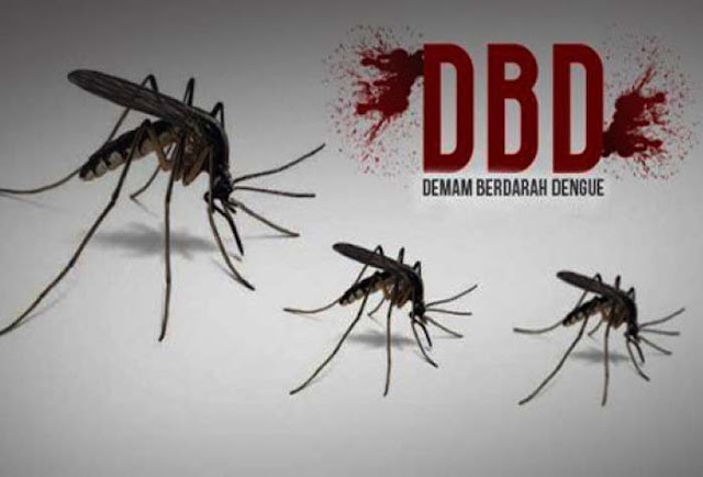 Demam Berdarah Menebar Teror, Sudah Renggut Satu Nyawa Anak Penyakit Demam Berdarah Dengue (DBD) menebar teror. Dalam beberapa bulan terakhir, kasusnya terus meningkat. Bahkan, satu orang meninggal dunia akibat penyakit yang diakibatkan gigitan nyamuk Aedes Aegypti itu.