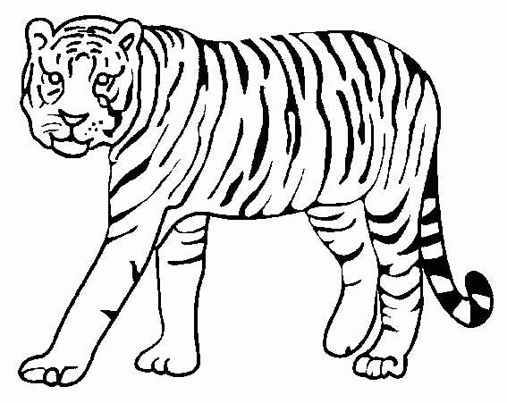 Tiger Drawing :: Tiger Coloring Pages :: Worksheet Guide