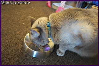 Milita eats out of the Dr. Catsby bowl for Whisker Fatigue.