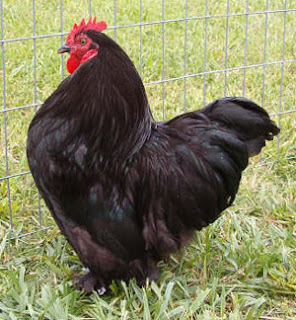Ayam Chocin Dewasa
