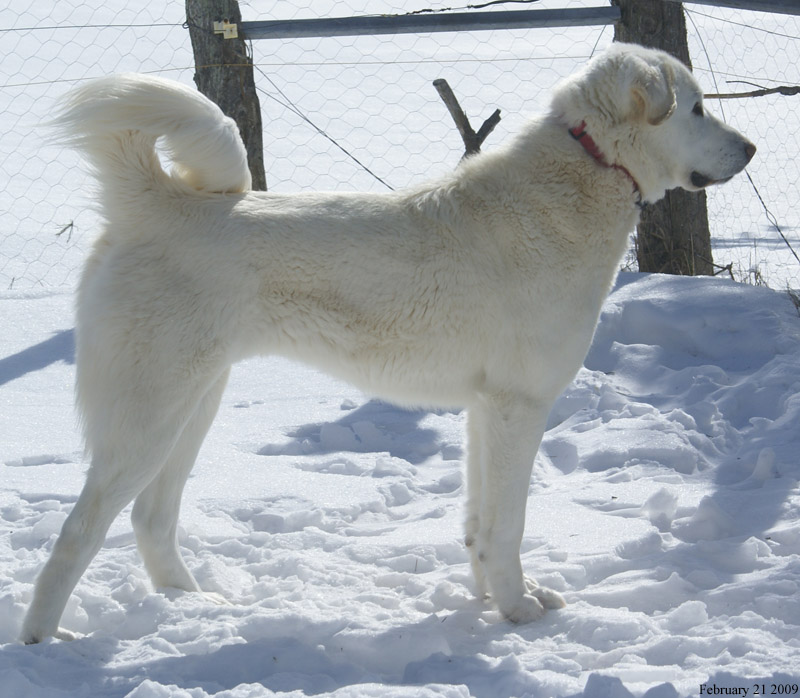 akbash rescue canadian akbash dog needs home comcast technician