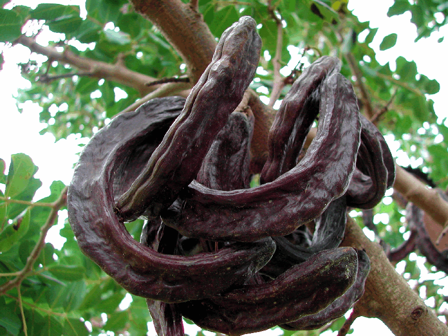 Liliana Usvat Reforestation And Medicinal Use Of The Trees Pods Of Carob Ceratonia Siliqua An Ancient Mediterranean Crop Great Livestock Fodder And Edible For Humans As Well Courtesy Wikimedia Commons