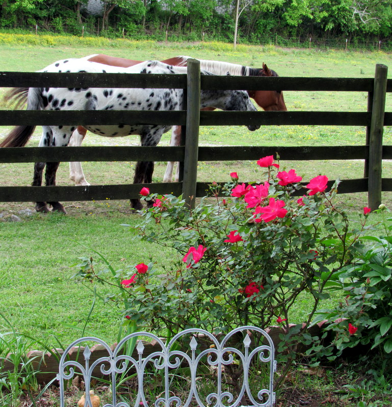 UN TOQUE DE MERCY CABALLOS///IMAGENES DE MI PATIO... // PRACTICANDO LA