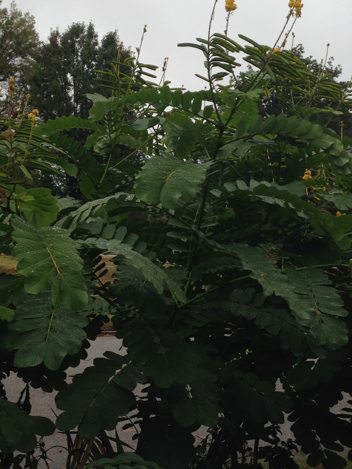 Memphis Trees Candle bush (Senna alata or Acacia alata)