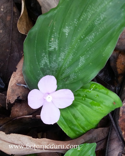 Kaempferia pulchra