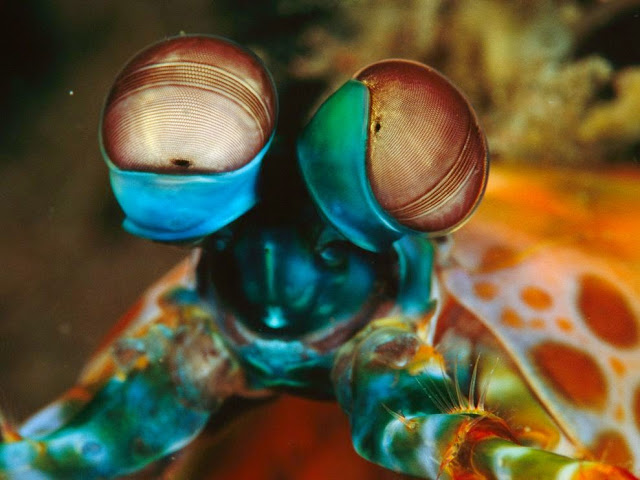 Mantis Shrimp eyes
