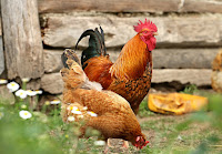 Chickens in the farmyard